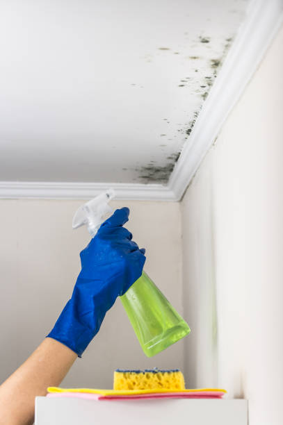 Mold Remediation for Vacation Homes in Jonesville, VA